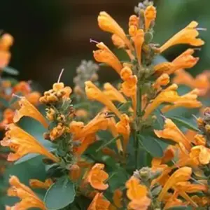 Agastache hybrida 'Arizona Sandstone'-0