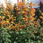 Agastache hybrida 'Arizona Sandstone'-19644