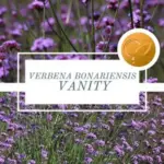 Verbena bonariensis 'Vanity'-0