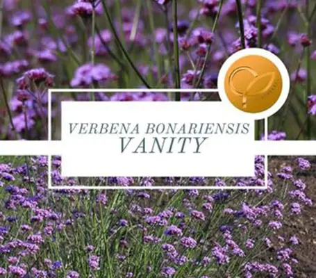 Verbena bonariensis 'Vanity'-0