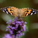 The airy purple flowers on tall, slim delicate stalks dance in the wind