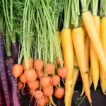 This 22cm long Imperator type has broad shoulders and stores well in the ground