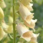 Digitalis ambigua 'Cream Bell'-19629