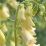 Introduced in 2014, 'Creme Bell' is often misspelled in a French way - 'Créme Belle'