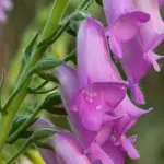 A superb perennial plant that can be counted on for a glorious floral show