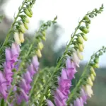 Digitalis thapsi 'Spanish Peaks' foxglove is a lovely smaller, compact foxglove