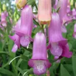 It produces elegant, tubular apricot-raspberry blooms with interior markings.