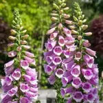 The unique flowers bloom in just 20 to 24 weeks from sowing.