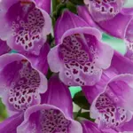 'Dottie Purple' produces flowers in gorgeous, soft colours