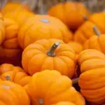 'Gold Dust F1' is a very productive plant that produces beautiful dark orange, distinctively ribbed, Cinderella type pumpkins.