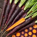 Carrot 'Lila Lu Sang' is a stunning deep purple carrot with a vibrant orange centre and a pleasant sweet taste.
