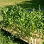 Sweetcorn 'Golden Bantam' Organic-19677