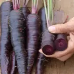 Carrot 'Purple Sun F1'-0