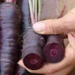 Carrot 'Purple Sun F1'-19734