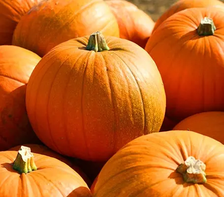 'Spooky' is quite simply, the most perfect all-purpose pumpkin - great for pies and terrific for Halloween carving.