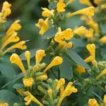 'Arizona Sun' produces delicate blooms of golden yellow.
