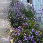 Verbena bonariensis 'Vanity'-19688