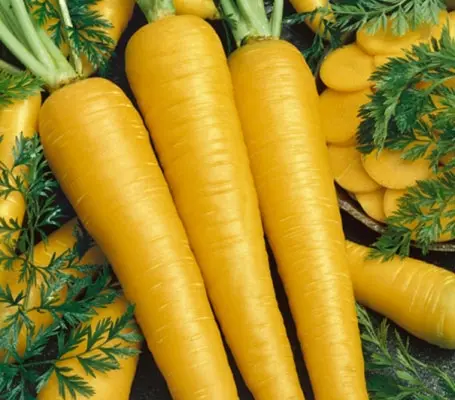 Carrot 'Yellowstone' is one of the most attractive and versatile carrots you can grow. I