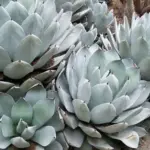 It will produce 'pups' from the mother plant that can be removed or transplanted