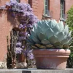 They are one of the easiest plants to establish and maintain and make a bold statement in any garden.