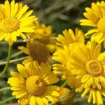 In horticulture Cota tinctoria is still widely referred to by its synonym Anthemis tinctoria.