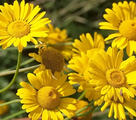 In horticulture Cota tinctoria is still widely referred to by its synonym Anthemis tinctoria.
