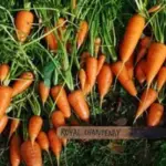 A premium all purpose, intermediate, stump-rooted variety, with broad shoulders and a blunt tip.