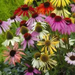 Echinacea 'Paradiso Tall Mix' blooms in a large range of shades including some softer hues.
