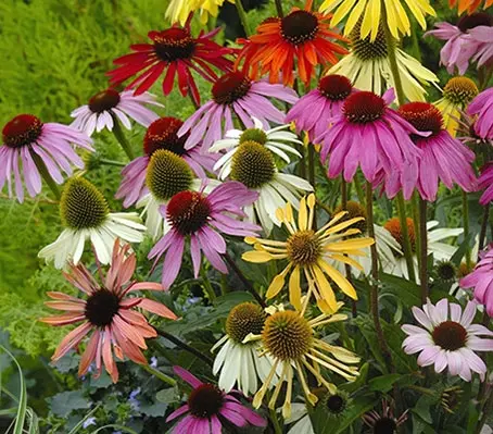 Echinacea 'Paradiso Tall Mix' blooms in a large range of shades including some softer hues.