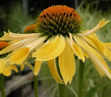 Echinacea 'Paradiso Yellow' blooms in beautiful, illuminating warm yellow shades.