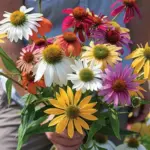 The blooms last well as cut or dried flowers, and are very attractive to bees and butterflies.