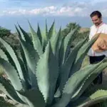 In its native environment it is medium to large plant and its leaves can eventually reach up to three metres in length.