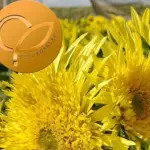 ‘Lemon Cutie’ is first dwarf semi-double branching, pollenless sunflower.