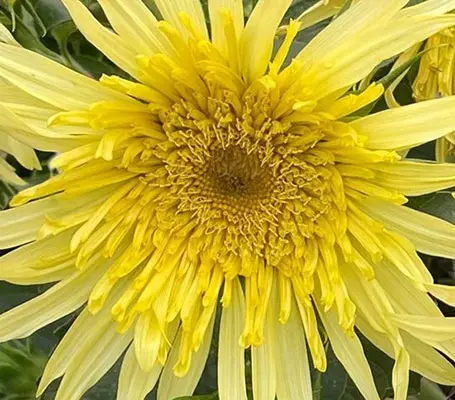 You will never have seen such a stunning and unusual semi-double, lemon coloured Sunflower.