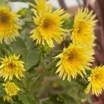 The plants produce a succession of smaller, outward-facing flowers from July to September.