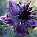 Nigella papillosa ‘Midnight'-19840