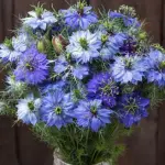 Nigella damascena 'Moody Blues' - the foliage makes a good ‘filler’ for any vase
