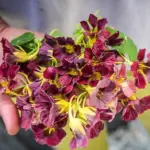 Tropaeolum majus 'Purple Emperor'-19855