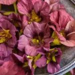 Tropaeolum majus 'Purple Emperor'-0