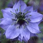A beautiful double flowered variety that produces blooms in many shades of blue