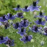 Nigella papillosa ‘Midnight'-19839