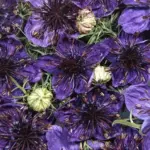 Nigella papillosa ‘Midnight'-0