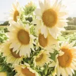 Helianthus annuus 'ProCut White Lite'-19847