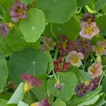 Tropaeolum majus 'Purple Emperor'-19857