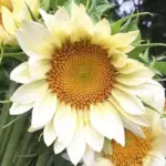 Helianthus annuus 'ProCut White Lite'-0
