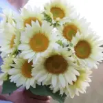 Helianthus annuus 'ProCut White Lite'-19848