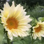 Helianthus annuus 'ProCut White Lite'-19849