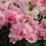 Antirrhinum Twinny Rose-Pink produces blooms in a soft, warm Rose-Pink