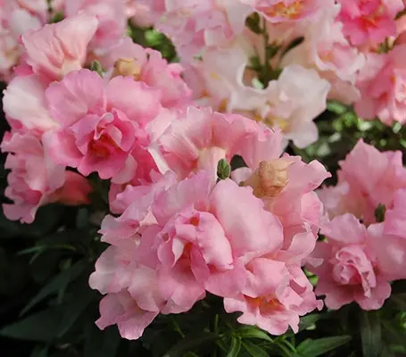Antirrhinum Twinny Rose-Pink produces blooms in a soft, warm Rose-Pink