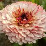 Calendula officinalis 'Touch of Red' Buff -0
